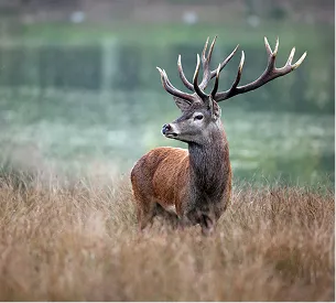 parc naturel de la brenne avec des cerf