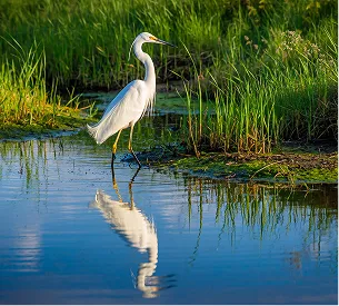 parcs naturel de la brenne avec des oiseaux protégés