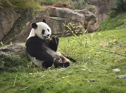 zooparc de beauval avec ses pandas